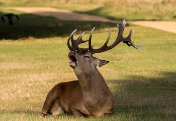 Drone Hunting Bucks